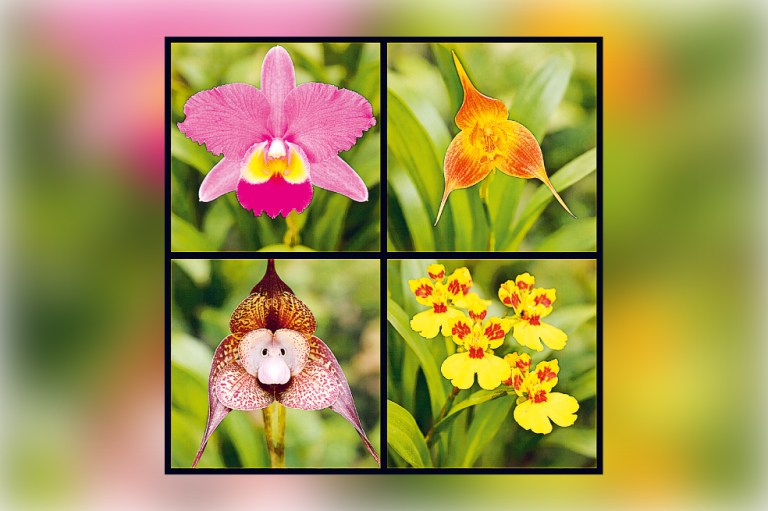 ¿Con qué frecuencia se debe regar las orquídeas? algunos tips que debe tener en cuenta