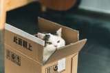 ¿Por qué los gatos prefieren las cajas antes que los juguetes?