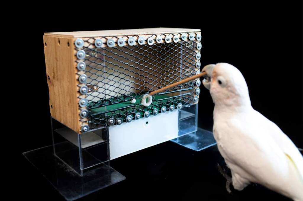Las cacatúas de las Tanimbar (Cacatua goffiniana) son conocidas por su capacidad para resolver problemas y su habilidad para utilizar herramientas simples.