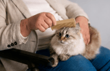 ¿Qué tan seguido hay que cepillarle el pelo a un gato?