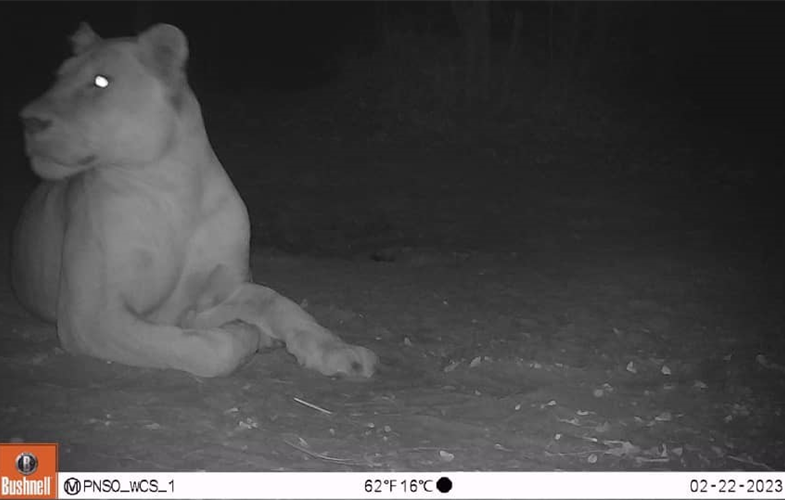 La leona captada por una cámara remota en el Parque Nacional Sena Oura, Chad. Crédito de la imagen: PN Sena Oura, Chad MEPDD/WCS