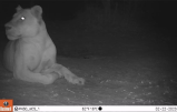 Primer león visto en Chad tras 20 años de ausencia
