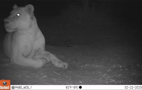 Primer león visto en Chad tras 20 años de ausencia