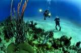 Científicos alertan rápida degradación de los mares en los últimos 20 años