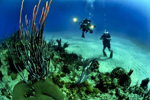 Científicos alertan rápida degradación de los mares en los últimos 20 años