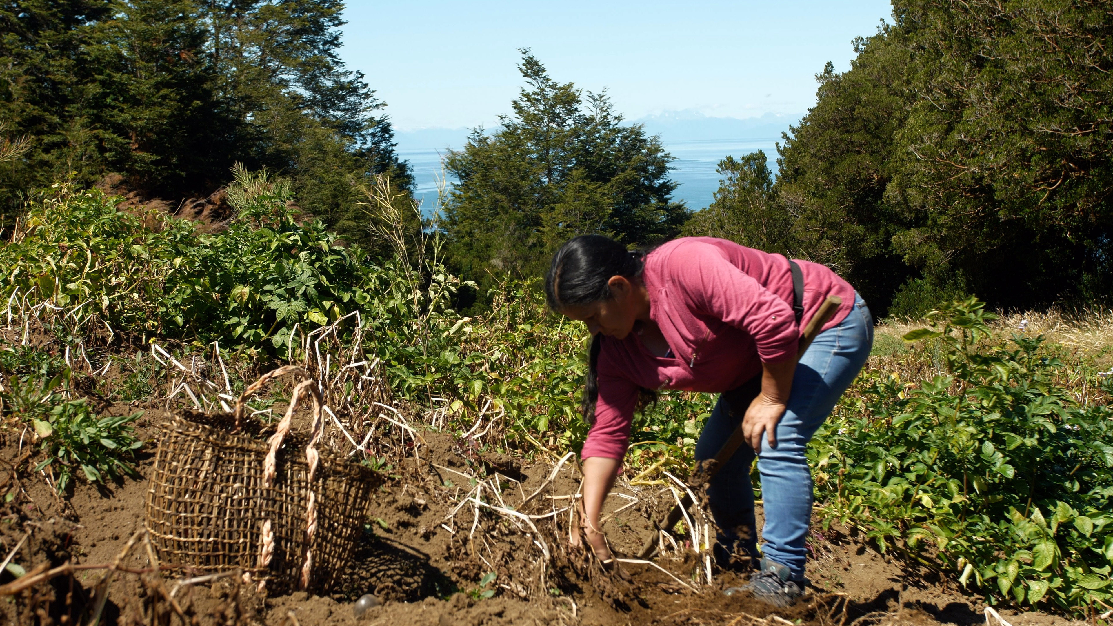 ACOMPAÑA CRÓNICA: CHILE TURISMO. CHILOÉ (CHILE), 24/05/2024.- Yolanda Millapichun, de 63 años, trabaja en su huerto, donde cultiva 112 variedades de papas nativas, el 25 de febrero de 2024, en el archipiélago de Chiloé, ubicado a unos 1.200 kilometros al sur de Santiago (Chile). Un conjunto de iglesias de madera declaradas Patrimonio Mundial, leyendas populares sobre brujos y criaturas míticas, preparaciones gastronómicas ancestrales y más de 250 variedades nativas de papas: Chiloé es un archipiélago de una riqueza cultural única que busca posicionarse como destino de turismo rural. EFE/ Rodrigo Sáez