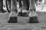 ¡Buenas noticias! Rescatan a caballo que sufría de presunto maltrato y abandono