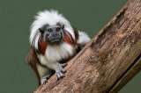 Proyecto Tití gana en los Premios Latinoamérica Verde 2019