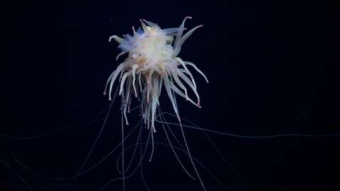 Las posibles 20 nuevas especies que encontraron en lo profundo del mar en Chile