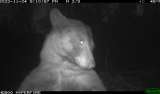 Un oso se tomó más de 400 ‘selfies’ con una cámara trampa en Estados Unidos