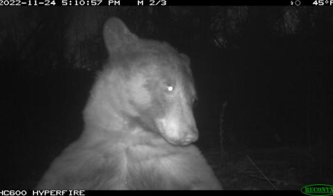 Un oso se tomó más de 400 ‘selfies’ con una cámara trampa en Estados Unidos