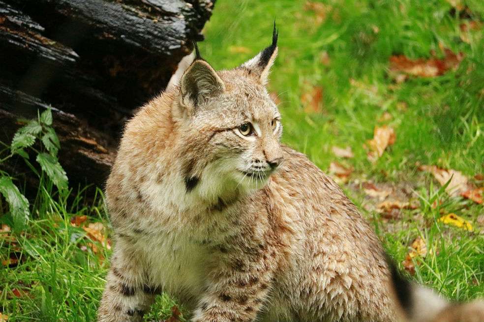 El lince canadiense hace parte de las 15 especies que ya fueron secuenciadas por el proyecto Vertebrate Genomes Project (VGP). / Pixabay