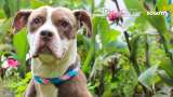 ¡Adopte un nuevo amor o a su mejor amigo! Jornada de adopción en Bogotá