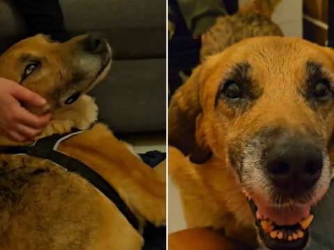 Dos años en un refugio y varias cicatrices después, Kulek encontró el hogar que esperaba