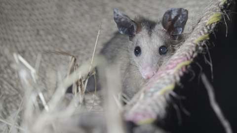 Hidroituango busca convertirse en un lugar seguro para la biodiversidad