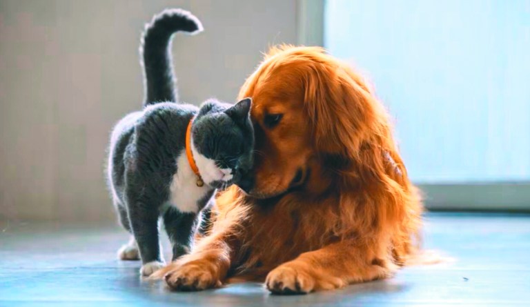 La importancia de una nutrición natural y saludable para perros y gatos