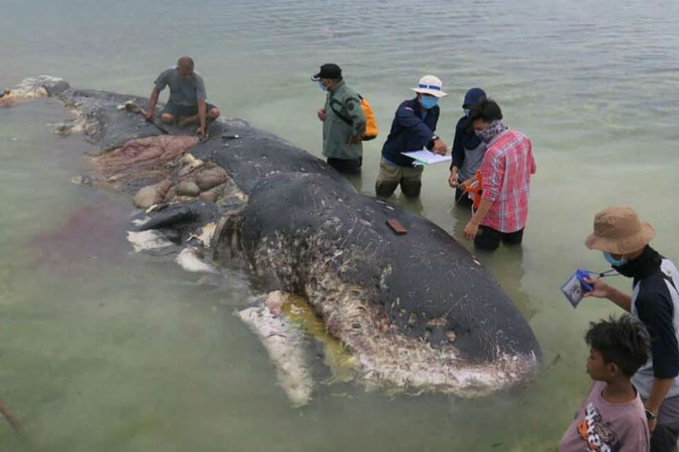 El cuerpo de la ballena fue encontrado en la isla Kapota, situada en el Parque Nacional de Wakatobi (Indonesia).  / WWF - Indonesia 