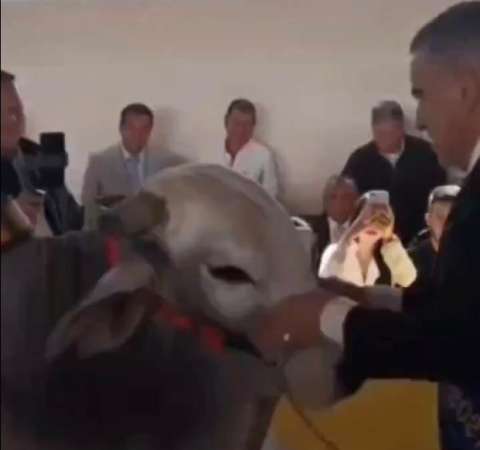 Alcalde de Filandia, Quindío, llevó un toro de 700 kilos a su evento de posesión