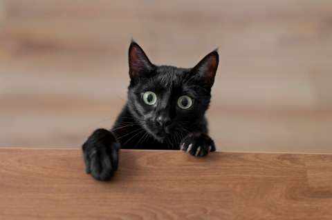 Esto hacen los gatos cuando les tienen miedo a sus dueños