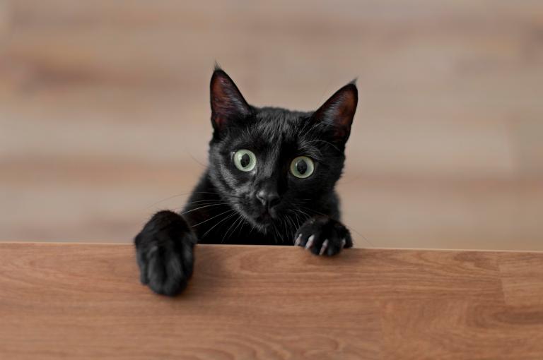 ¿Cuál es el mayor miedo de los gatos?
