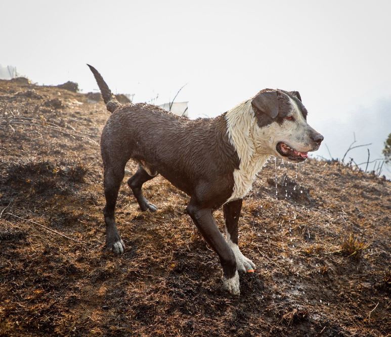 Brigadas de Protección Animal recorren las zonas aledañas a los incendios par averificar el estado de salud de los animales.