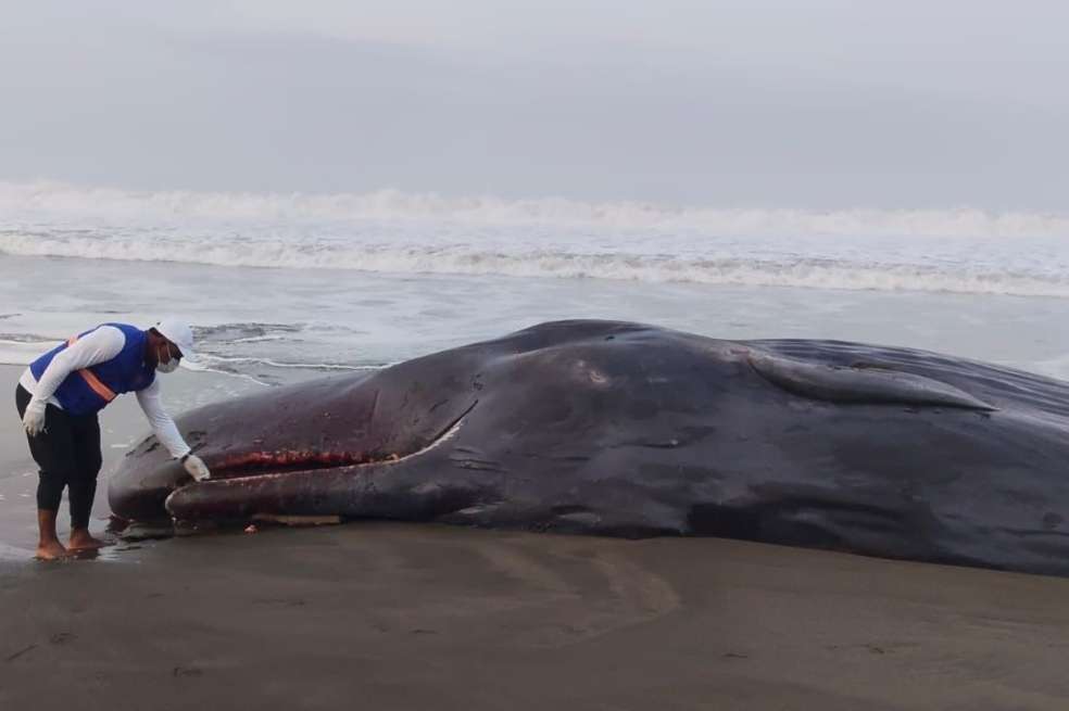 La comunidad informó que este cachalote había sido encontrado recientemente en el sector de Punta Diego.