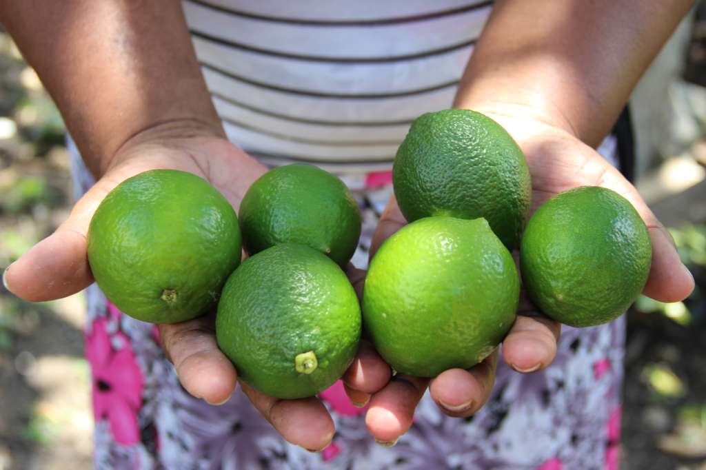 El Leiva y El Rosario (Nariño) se cultivaron el 34 % de las 136 hectáreas de lima ácida Tahití.