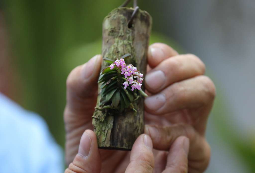 Orquídea de Daniel Piedrahíta