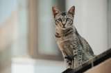 Estas son las cinco razas de gato más antiguas del mundo