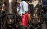 Ordenan nuevos protocolos para la cabalgata en la Feria de Manizales