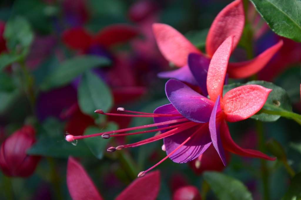 El descubrimiento de la fucsia por los europeos se atribuye al botánico y monje francés Charles Plumier en el siglo XVII, durante una de sus expediciones en el Caribe, específicamente en República Dominicana y Haití. Plumier decidió nombrar a esta planta en honor al botánico alemán Leonhart Fuchs.