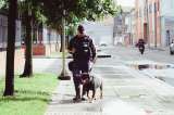 Secretaría de Salud dejará de contratar perros de vigilancia en sus sedes ¿Por qué?