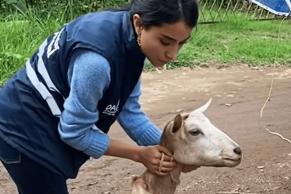 Animales maltratados