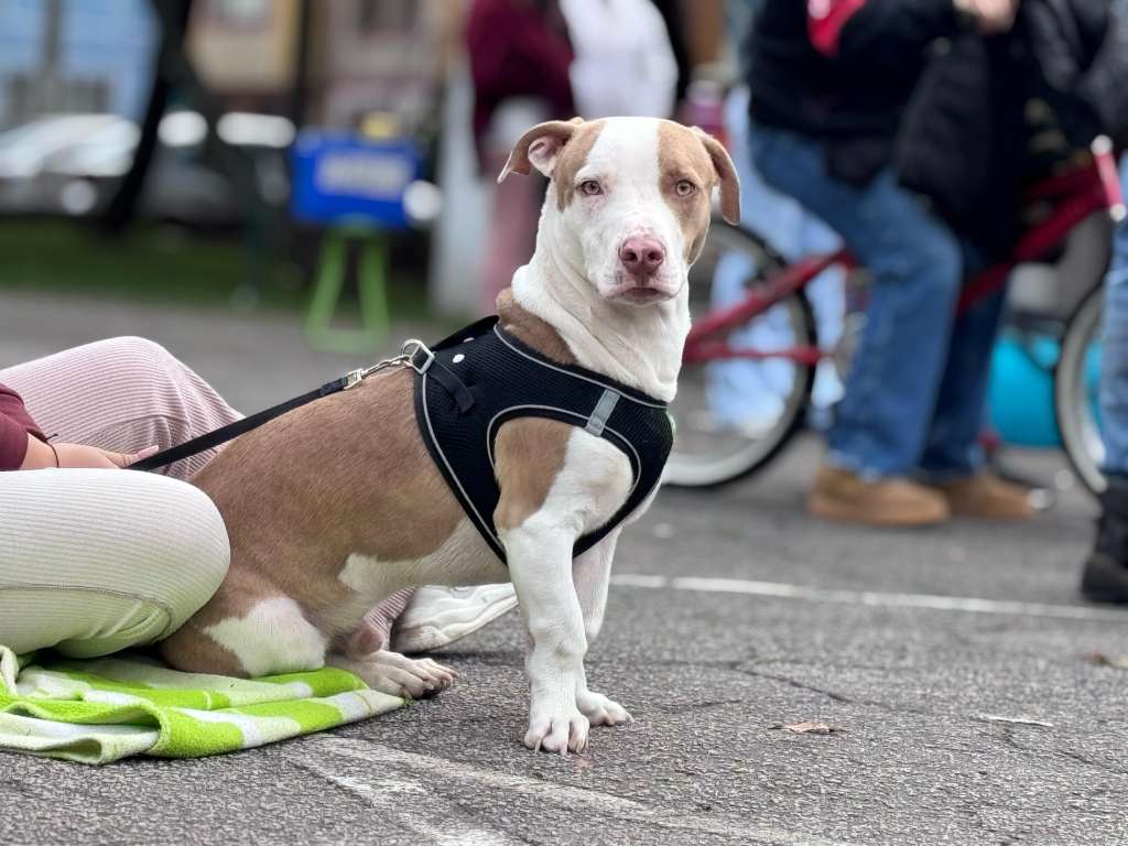 la Gran Feria de Servicios “Celebrando el amor más puro por los animales”, que se llevará a cabo el 13 y 14 de febrero en las localidades de Kennedy, Engativá, Mártires, Usme y Santa Fe,