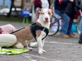 Bogotá celebrará San Valentín con una gran feria dedicada al bienestar de los animales