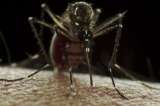 Fallece menor en Sucre tras contraer virus chikunguya