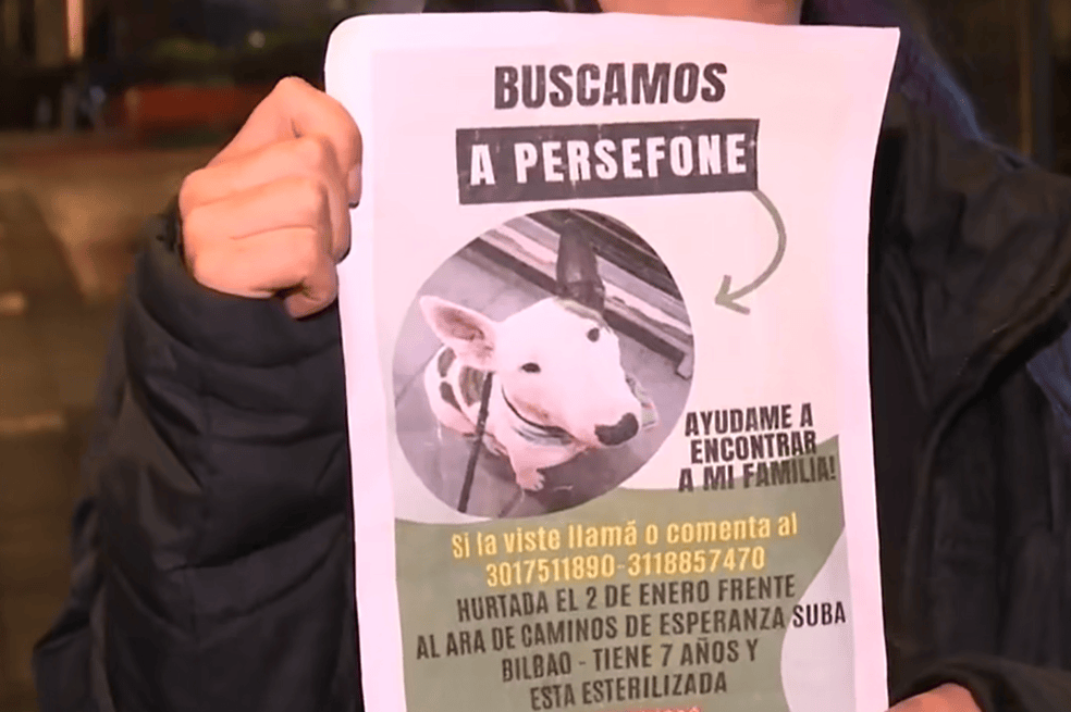 Perrita perdida