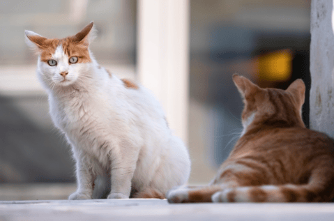 ¿Son más fieles los gatos o las gatas?