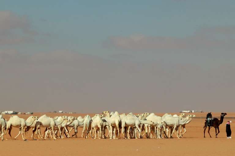Saudi herder Mansour al-Qatula is pictured next to his animals during the annual King Abdulaziz Camel Festival in Rumah desert, northeast of the Saudi capital Riyadh, on January 10, 2023. - Qatula uses a mode of communication with camels, known as Alheda'a which was recently inscribed on UNESCO's list of intangible cultural heritage, highlighting the deep traditional connection between camels and inhabitants of the Arabian Peninsula. (Photo by Fayez Nureldine / AFP)
