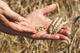 Qué pasará con la producción de alimentos en 2018