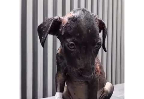 Con solo tres meses, Suspiro fue quemada y necesita ayuda para recibir una transfusión