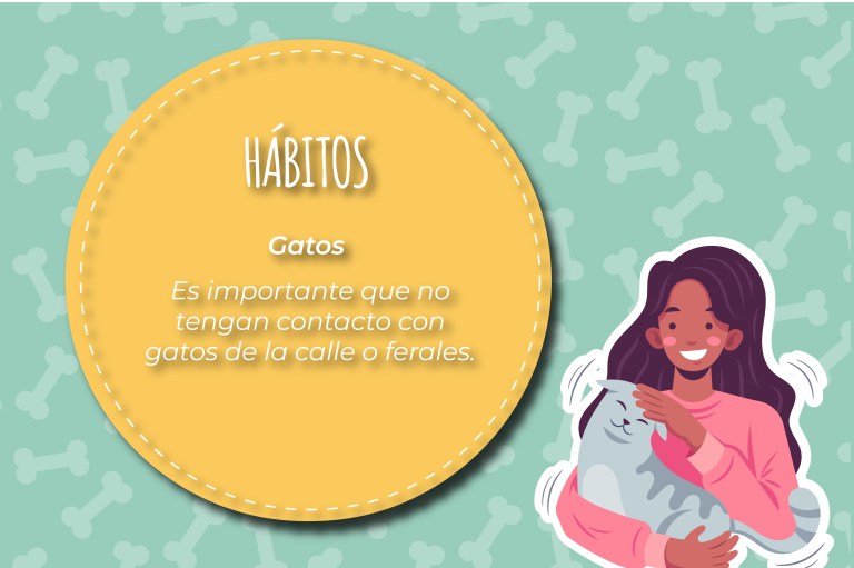 Los hábitos caseros son muy importantes en los gatos, ya que estos pueden contraer enfermedades al tener contacto con gatos ferales o callejeros.