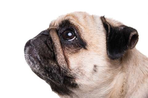 ¿Qué significa cuando un perro mira directamente a los ojos a una persona?