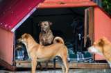 Refugio que cuida a 110 perros y gatos enfrenta crisis por fuertes lluvias: así puede ayudar