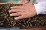 Un parásito está matando a las abejas, pero la ciencia tiene una buena noticia