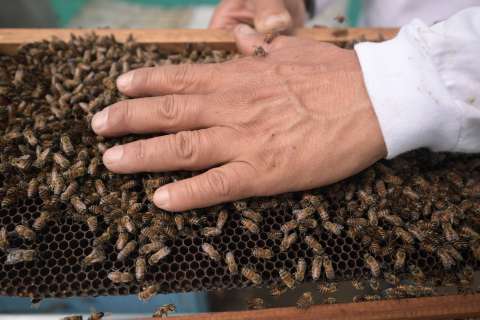 La primera vacuna para las abejas es efectiva. ¿Para qué sirve?