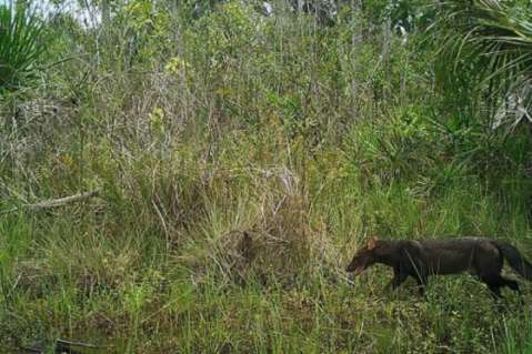 Liberan a 53 animales silvestres en Antioquia