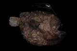 Los misterios que esconden los peces rape, una especie poco conocida de las profundidades