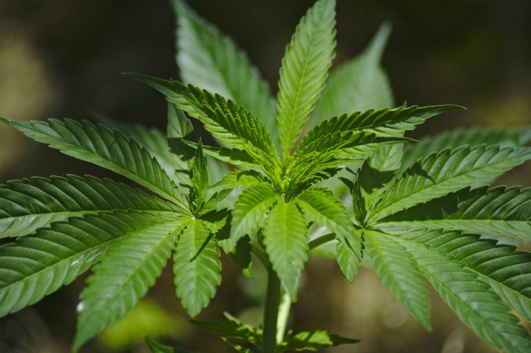 La tercera edad entra en la fiebre del cannabis en Estados Unidos