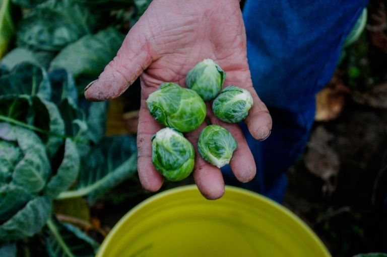 Agricultura biológica, la alternativa para sistemas alimentarios sostenibles